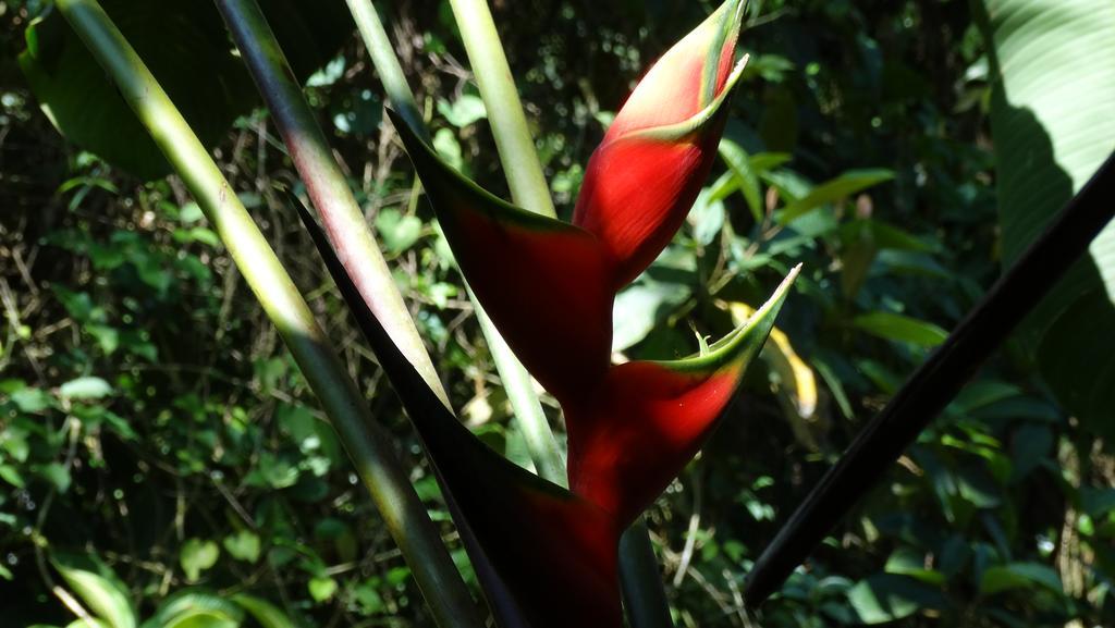 Chales Bangalos Itamambuca Ubatuba Exteriér fotografie